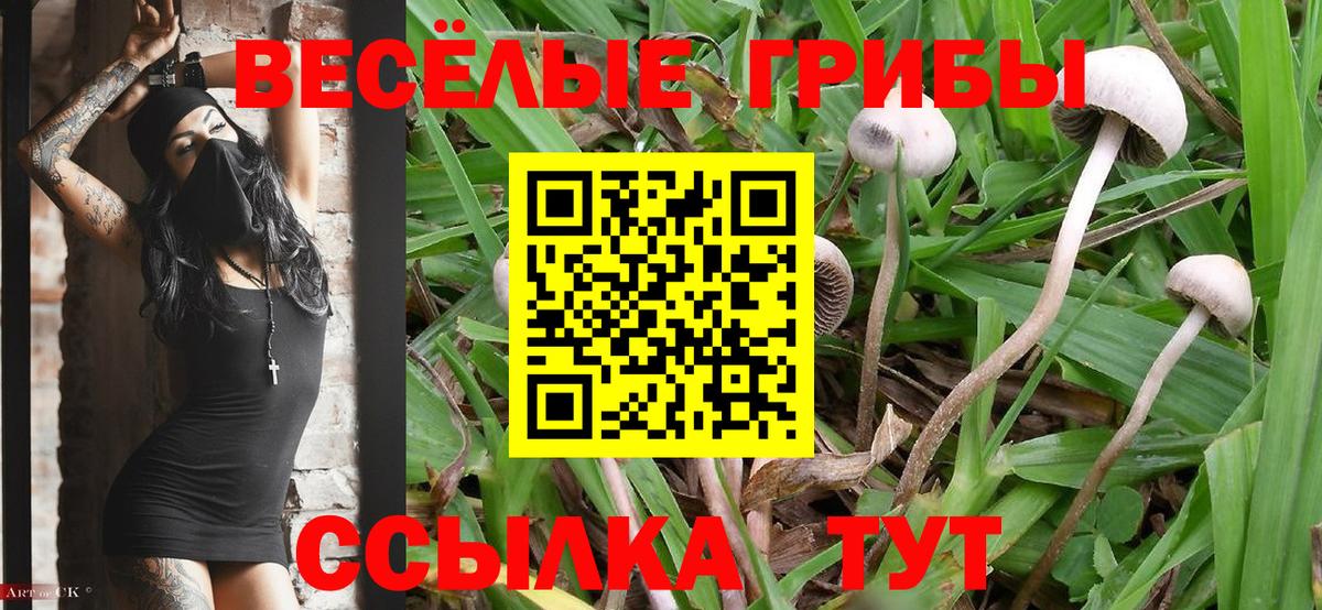 Шатура  Псилоцибиновые грибы Psilocybine cubensis  даркнет сайт  Вход с VPN 